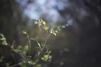 presentation